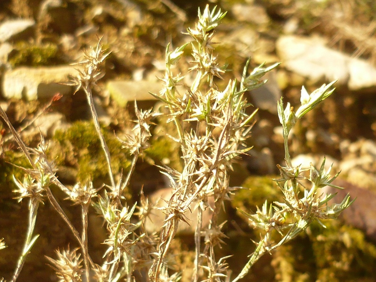 Logfia gallica (Asteraceae)